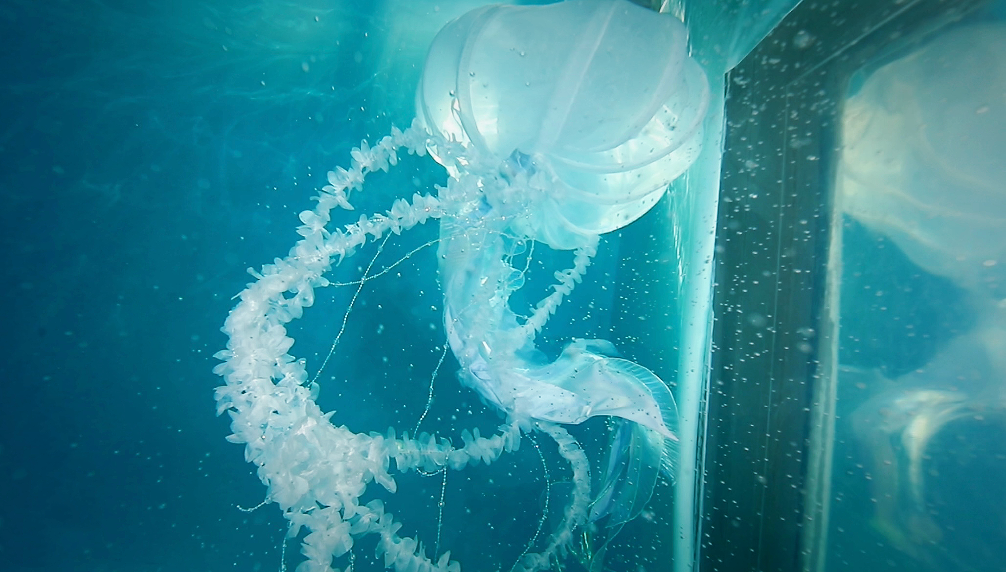 Mermaid Tail, Silicone Mermaid Tail, Realistic Mermaid Tail, Custom Mermaid Tail, Swimmable Mermaid Tail, Professional Mermaid Tail, Handmade Mermaid Tail, Mermaid Tail for Swimming, Fabric Mermaid Tail, Cosplay Mermaid Tail, Mermaid Costume, Mermaid Tail Shop, Mermaid, Mermaid Tail Seller, High-Quality Mermaid Tail, mertiful mermaid, mermaid tails for adults, mermaid tails for kids, buy mermaid tails, mermaid diving, 

